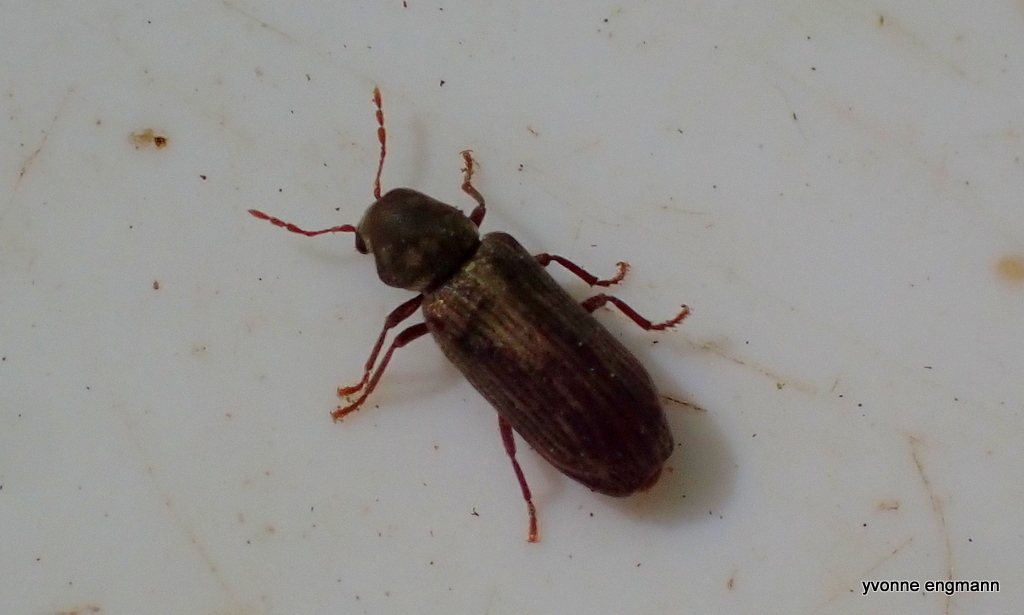 Hemicoelus costatus