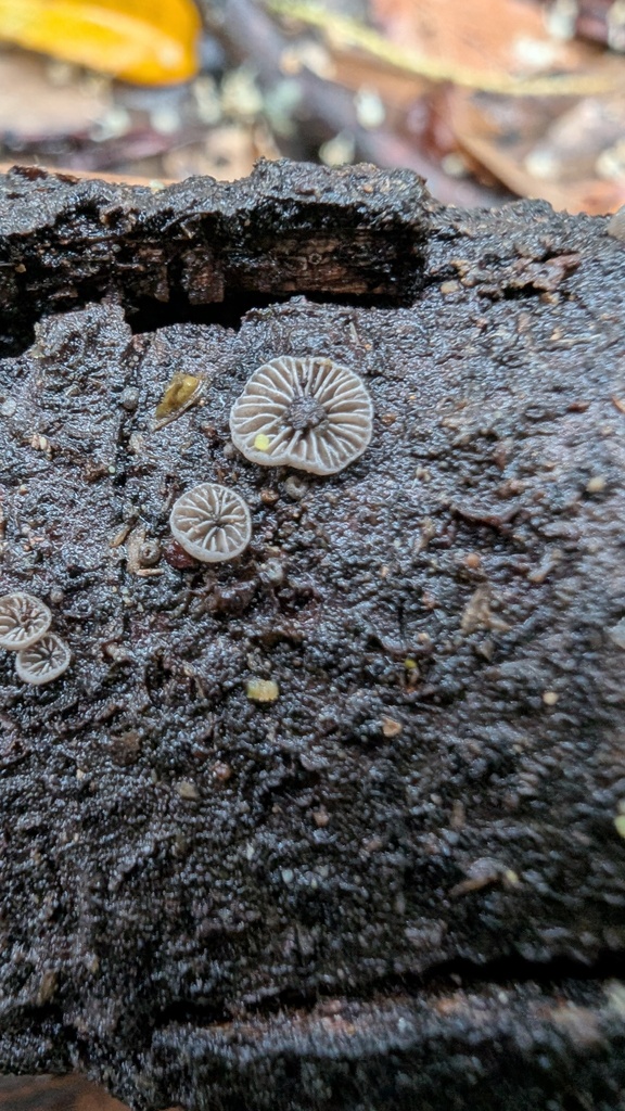 Resupinatus applicatus · May 2025 · photo: © atsushi_nakajima_cirque (iNaturalist, cc-by)