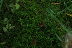 Sphagnum denticulatum