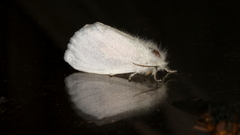 Euproctis melanosoma