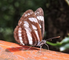 Neptis mahendra
