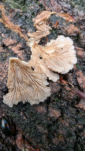 Schizophyllum commune
