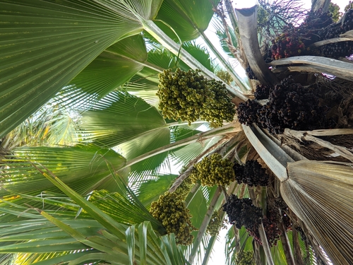 Fiji fan palm (Pritchardia pacifica)