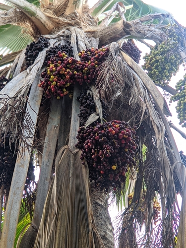 Pritchardia pacifica