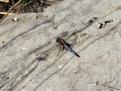 Orthetrum chrysostigma