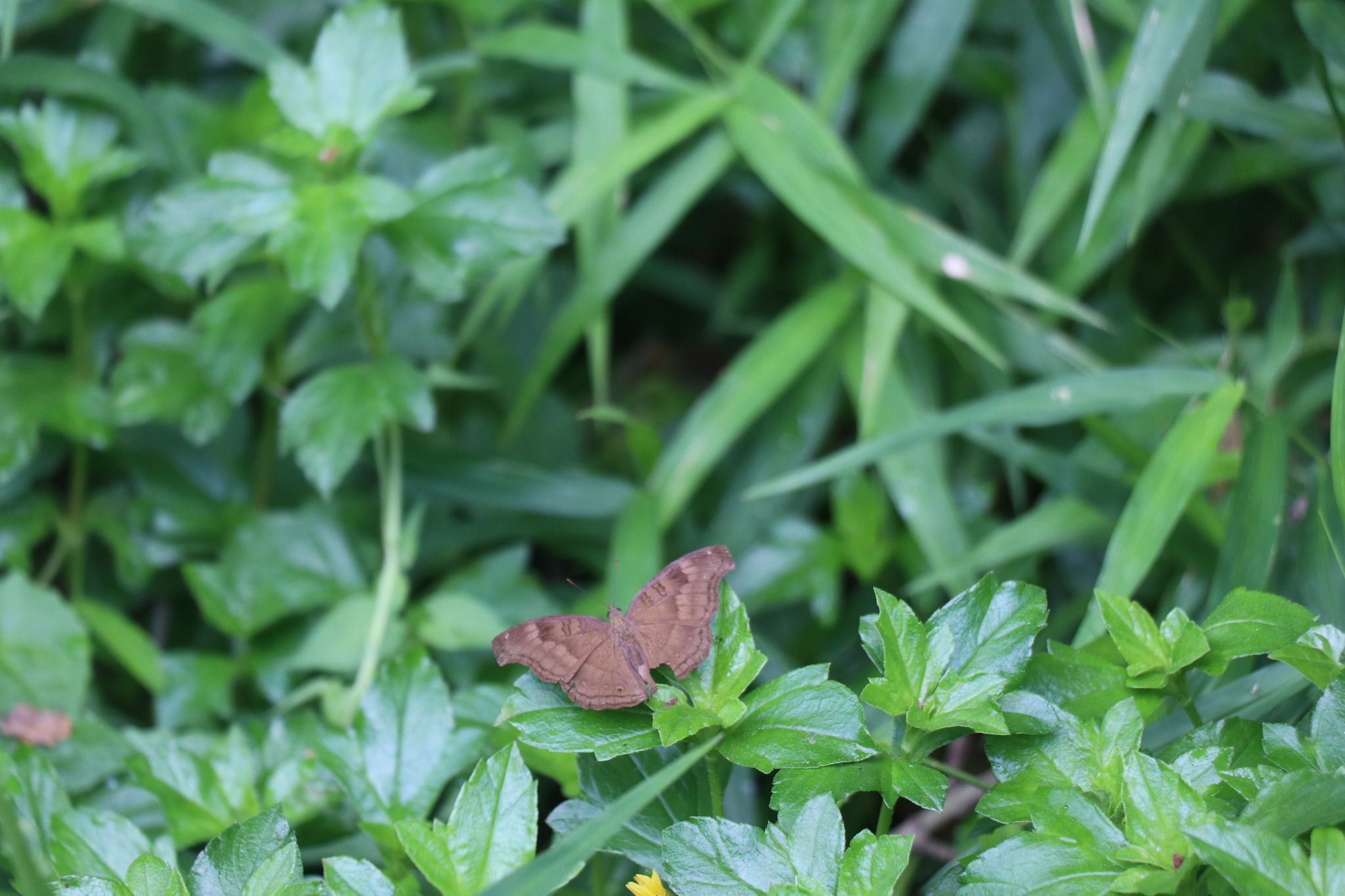 Chocolate Pansy