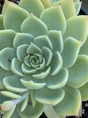 Echeveria elegans simulans