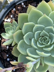 Echeveria elegans simulans