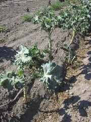 Brassica oleracea acephala
