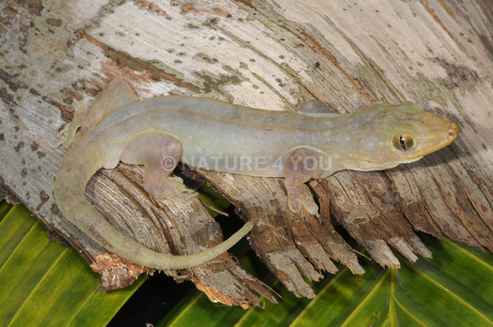 Pacific Stump-Toed Gecko