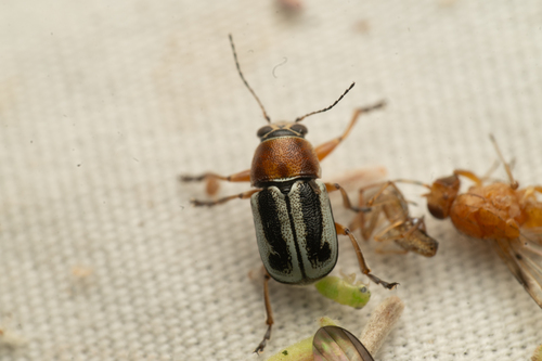 Western Wide-striped Pachy