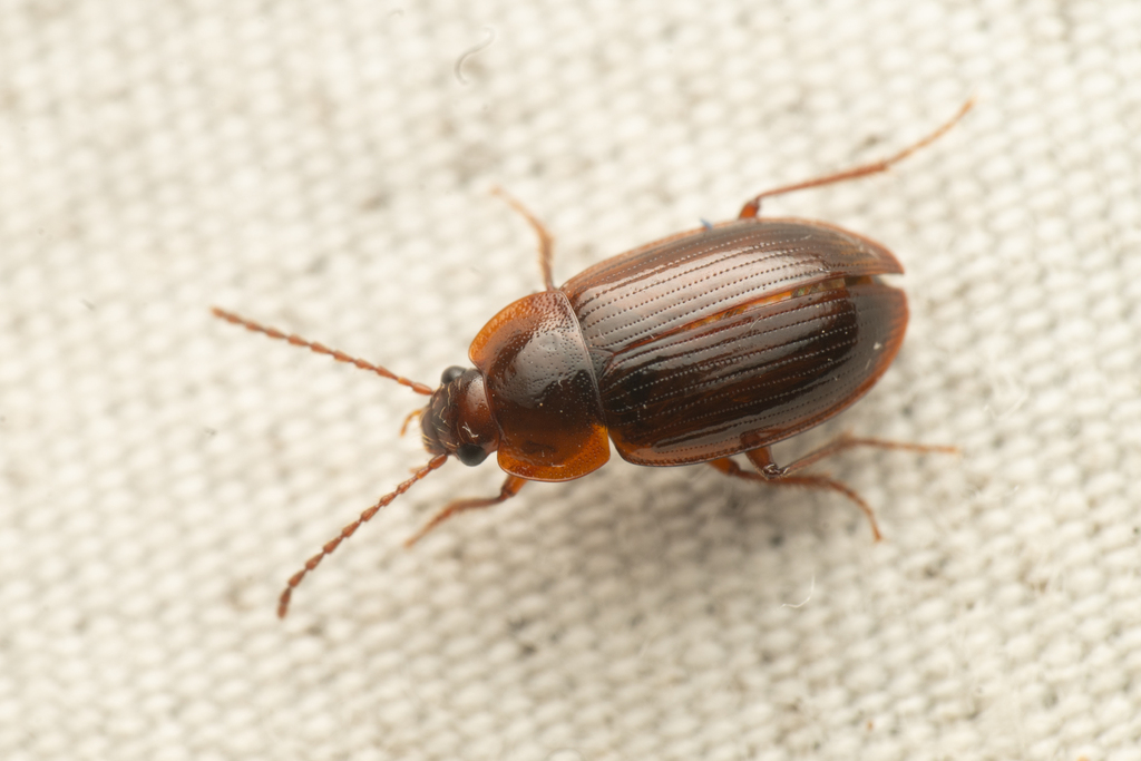 Apteroloma tenuicorne