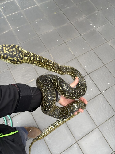 Diamond Python sighting