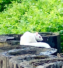 Sciurus carolinensis
