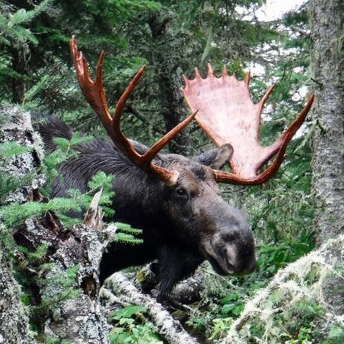 Moose photographed in Michigan
