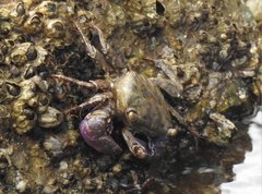 Metopograpsus frontalis