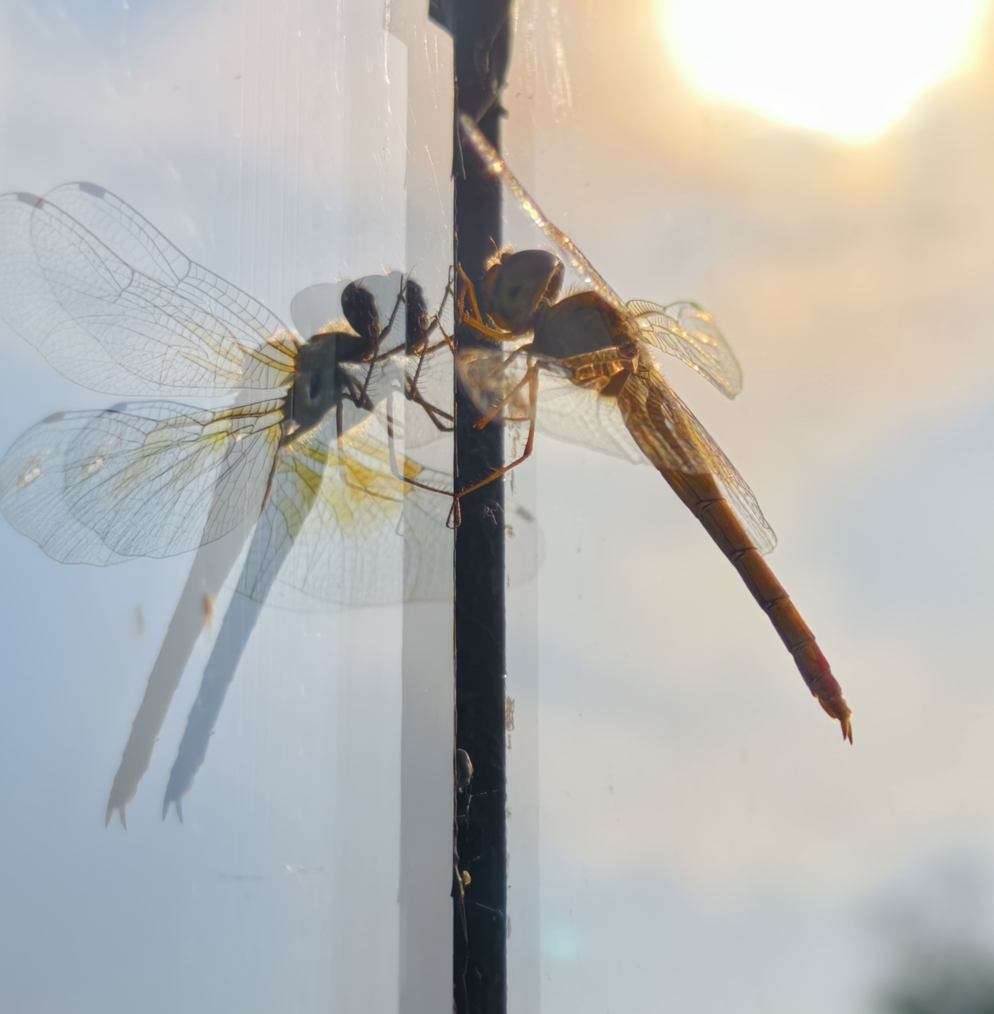 Coral-Tailed Cloudwing