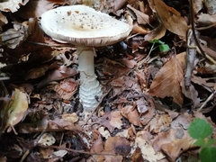 Amanita echinocephala