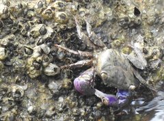 Metopograpsus frontalis