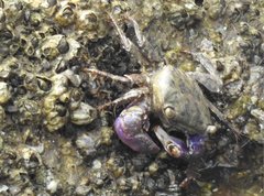 Metopograpsus frontalis