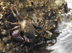 Metopograpsus frontalis