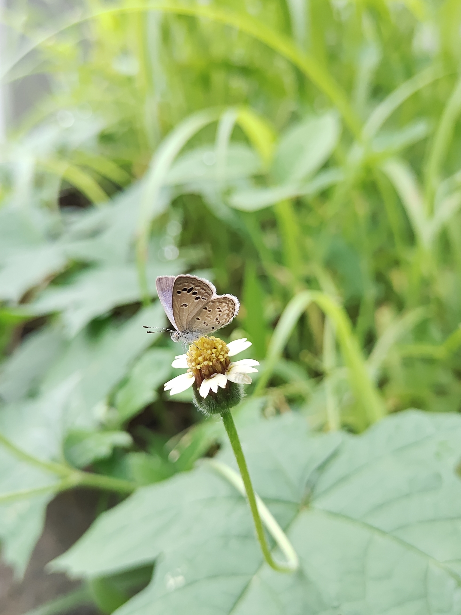 Lesser Grass Blue