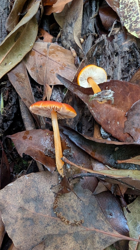 Pluteus aurantiorugosus · May 2025 · photo: © atsushi_nakajima_cirque (iNaturalist, cc-by)