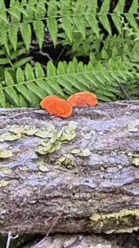 Trametes coccinea