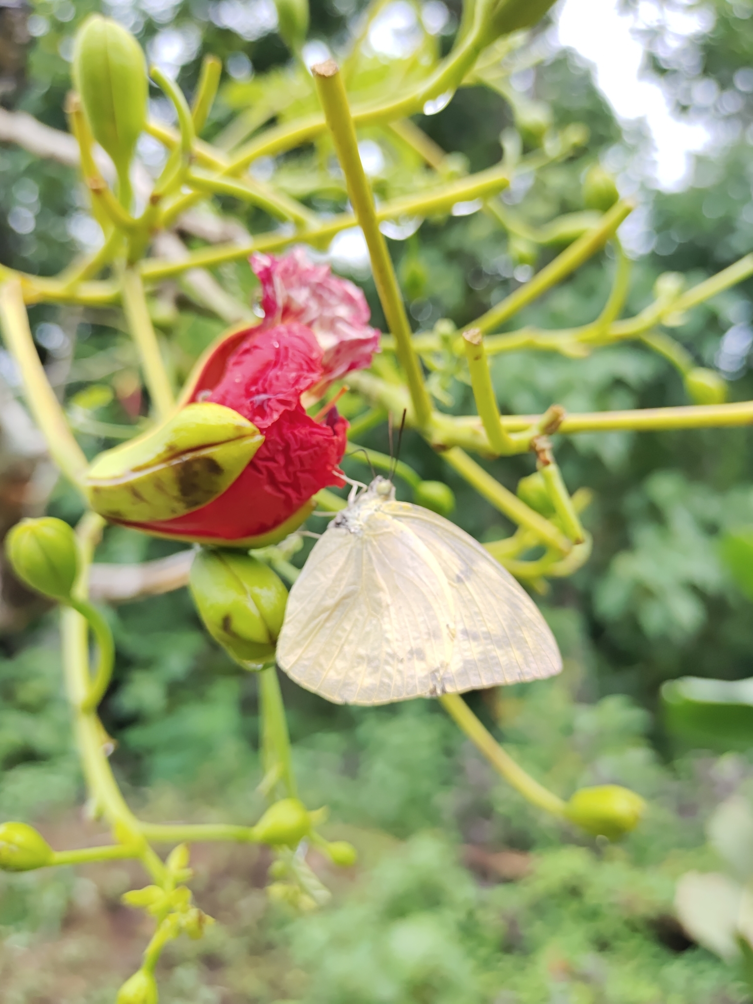 Lemon Emigrant