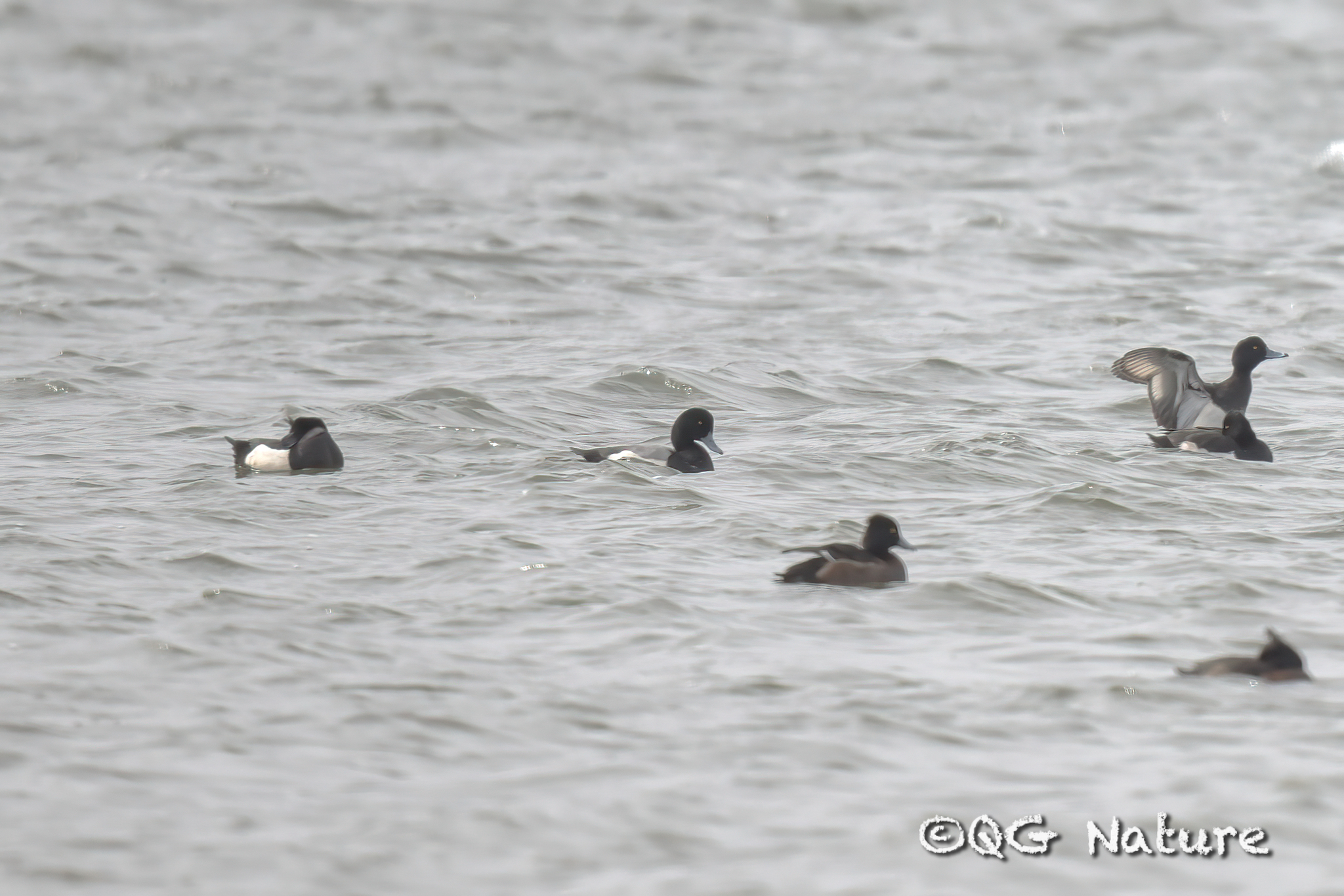 Greater Scaup