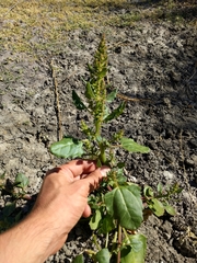 Chenopodium macrospermum