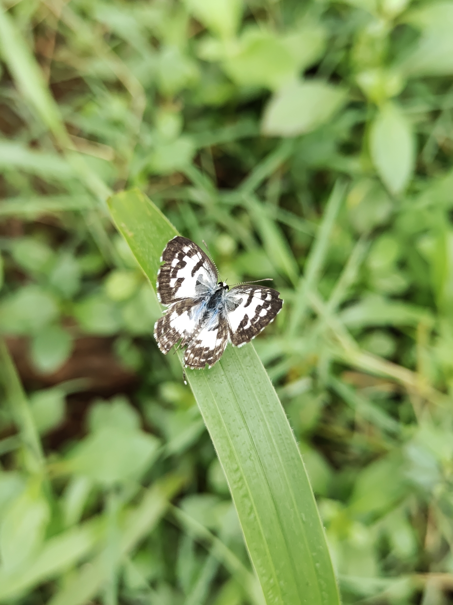 Common Pierrot
