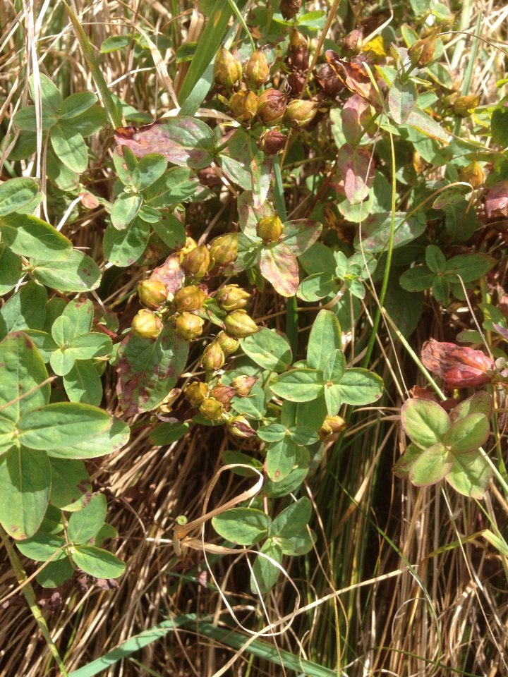 Hypericum X mitchellianum