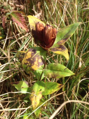 Gentiana austromontana
