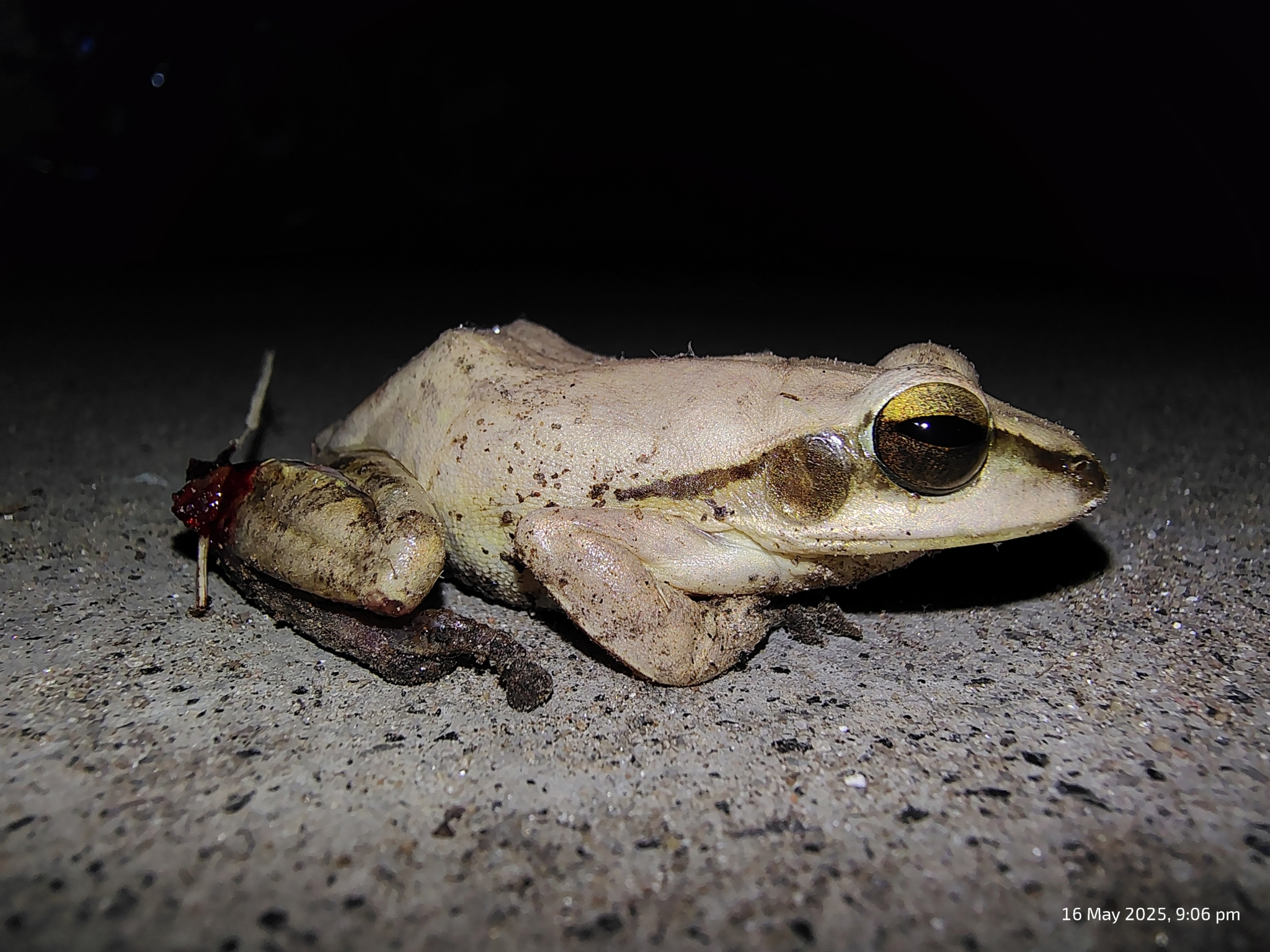 Big-Headed Whipping Frog