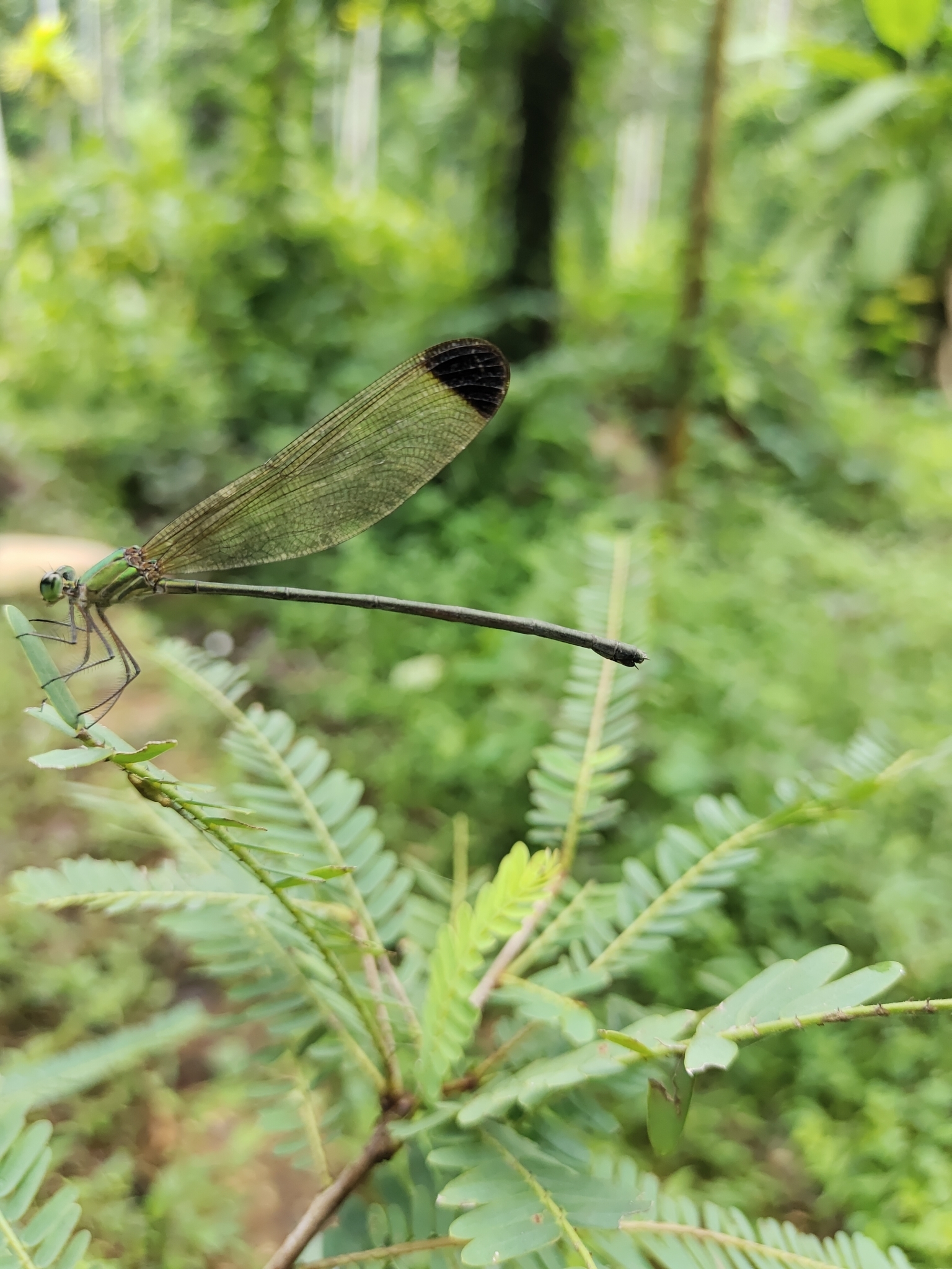 Black-Tip Flashwing
