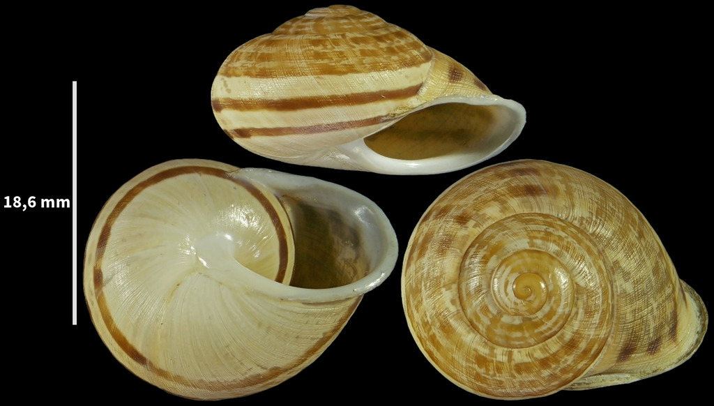 Iberus carthaginiensis