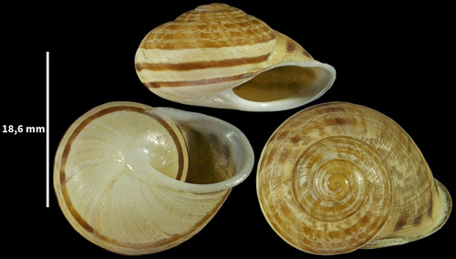Iberus carthaginiensis