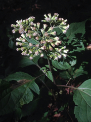 Ageratina roanensis