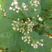 Appalachian White Snakeroot - Photo (c) Milo Pyne, some rights reserved (CC BY-NC), uploaded by Milo Pyne