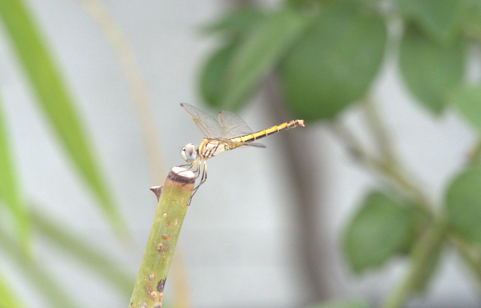 Crimson Marsh Glider