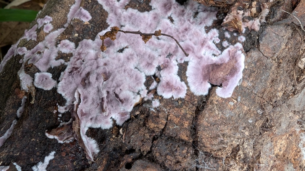 Phlebiopsis crassa · May 2025 · photo: © atsushi_nakajima_cirque (iNaturalist, cc-by)