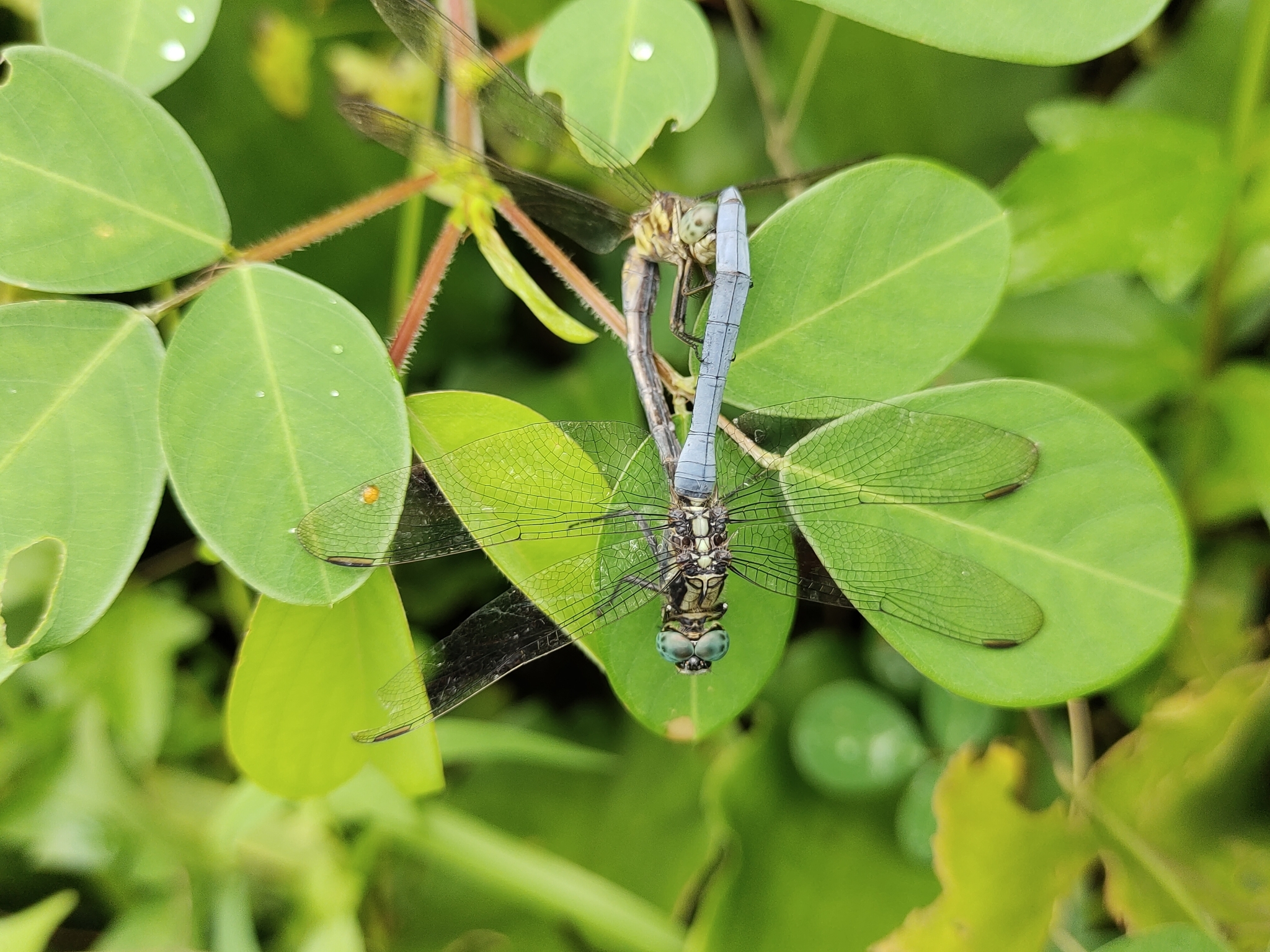 Marsh Skimmer
