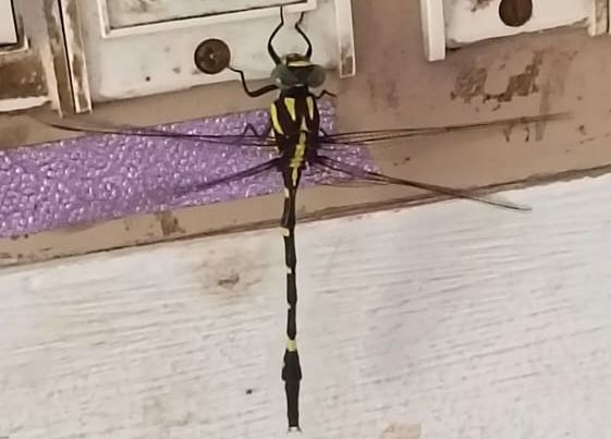 Wayanad Forktail