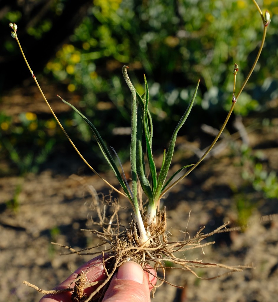 Chlorophytum lewisae