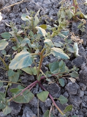 Chenopodium macrospermum