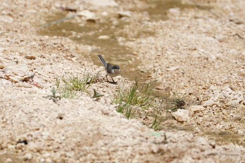 Eastern Orphean Warbler (Curruca crassirostris), photo 9