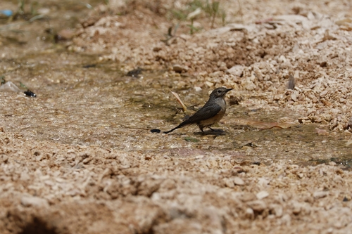 White-throated Robin (Irania gutturalis), photo 2
