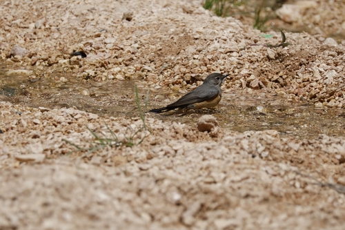 White-throated Robin (Irania gutturalis), photo 3