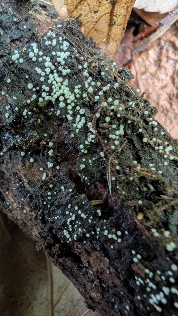 Henningsomyces candidus · May 2025 · photo: © atsushi_nakajima_cirque (iNaturalist, cc-by)